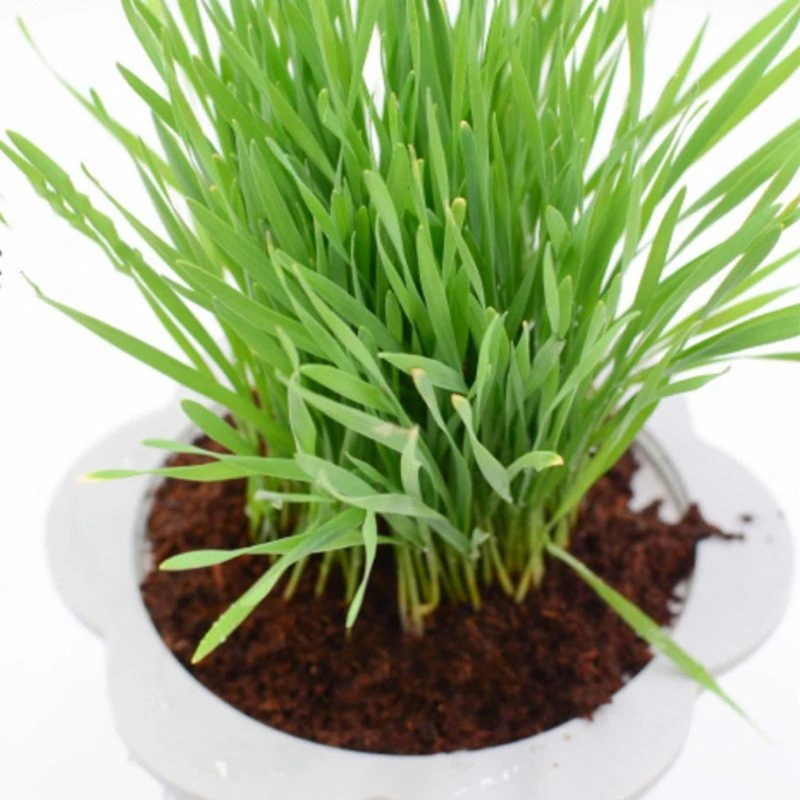 Coconut Fibre Coconut Coir Bri - Substrate Coconut Fiber 评论和价格