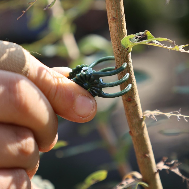 Wholesale Mini Plant Support C - Vine Climbing Plastic 评论和价格