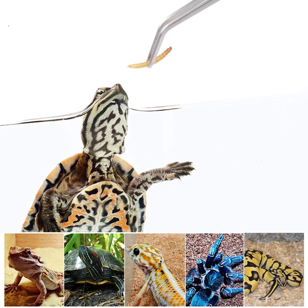 Stainless Steel Reptile Feedin - Feeding Tong Stainless 评论和价格