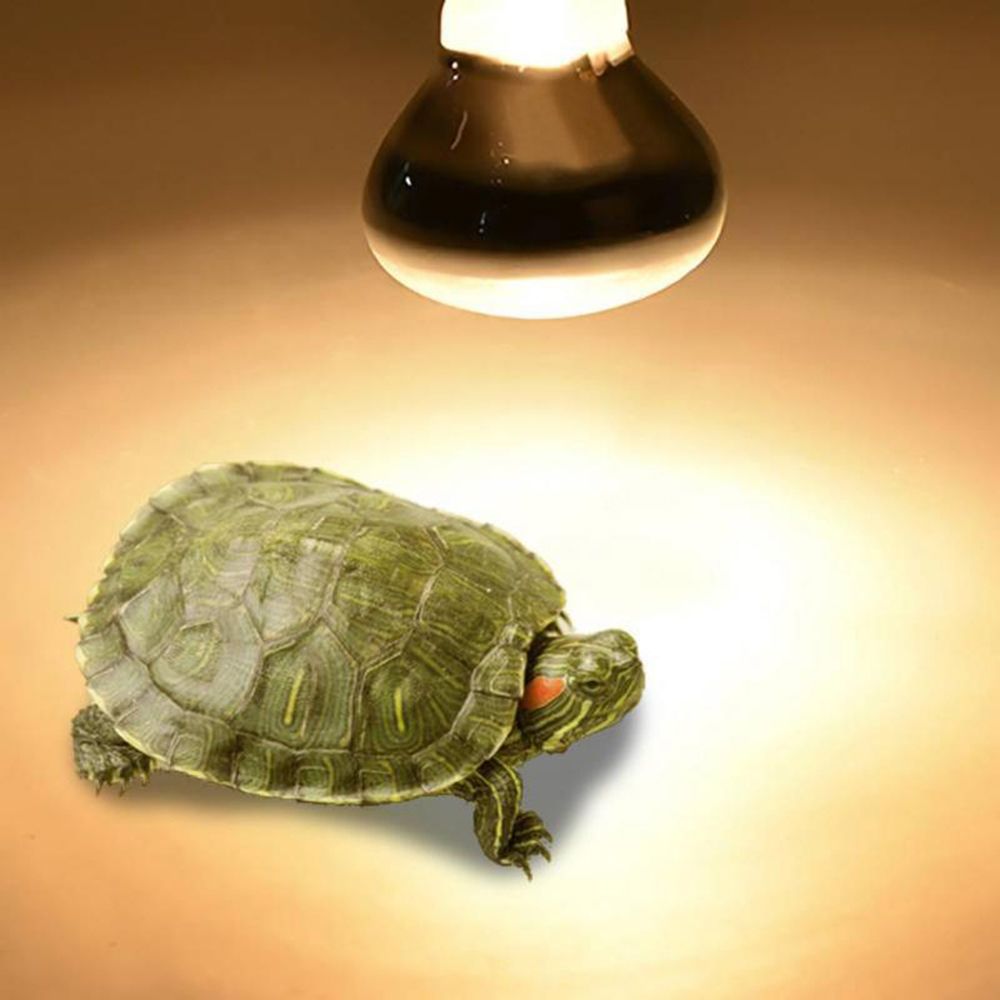 Turtle Temperature Controller  - Basking Bulb Halogen 评论和价格
