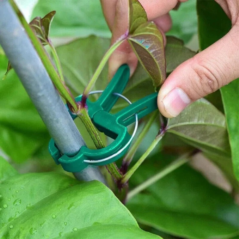 50 Reusable Plant Fixed Clips, - Vine Climbing Plastic 评论和价格